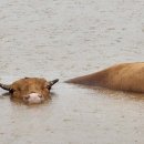 비-소-1-5 이미지