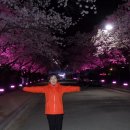 경주밤 벚꽃 이미지