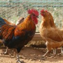 학동농장 이미지