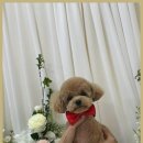 이끌리개 이미지