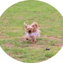 도그랜드 이미지