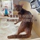 고양이 모래 1티어 카사바 모래 추천