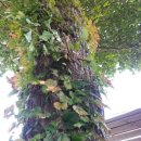 하늘담쟁이 이미지