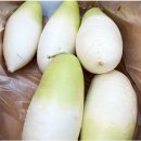 배추양무우군