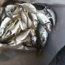 구산면511 이미지