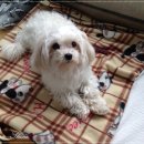 청운동물병원 이미지