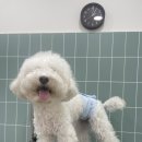 무거동 강아지 미용실 이미지