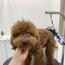 빵독 반려미용실 이미지