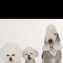 경남화이트 이미지