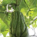 오티농장 이미지