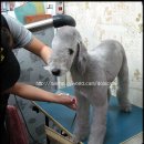 행복한 펫 살롱 이미지