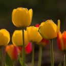 플라워월드 - 서구 둔산남로 175-1 | 플라워월드