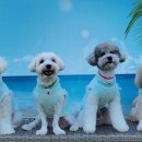 이쁘개즐겁개 이미지