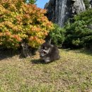 디디에퍼피 이미지