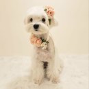 개라데이션 이미지