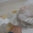 무한뽑기 이미지