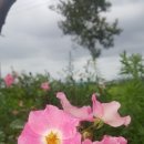 로벨리아 이미지