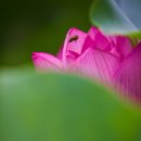 산포홍련마을 이미지