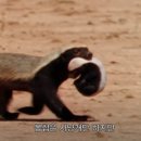 벌꿀 오소리