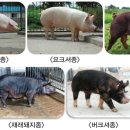 돼지 품종들 이미지