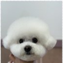 아리스타펫 이미지