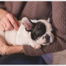 VIP 애견 이미지