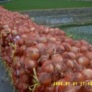 친환경 감자, 양파(양파즙) 이미지