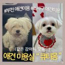 강아지 미용실 | 경기 부천, 소사구 애견미용 강아지미용실 “큐티몽” 말티즈 베이비컷 미용 후기