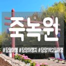[담양] 여행 필수 코스, 힐링 그 자체였던 죽녹원 후기