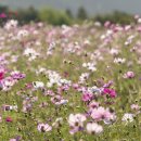 화랑유원지 옆 이미지