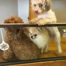 살롱드퍼피 이미지