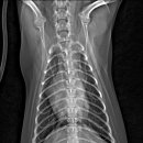 분당정자 동물병원 이미지