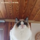 젤로돌스 이미지