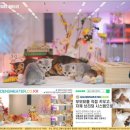 골든스웨터 캐터리 | 먼치킨나폴레옹과 함께하는 소중한 시간