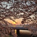 3월 31일(금) 낙동 제방 벚꽃 길 야간도보 이미지