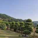 바다해펜션 | 낭만가득 바다가 보이는 숙소 안면도펜션 [해를품은바다펜션] 후기