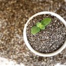 씨드요가 이미지