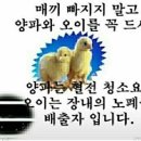 신비한 약 이미지