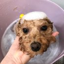 참견(犬) 이미지