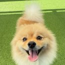 광주유치원 | 광주애견호텔｜유치원 프로그램과 산책 서비스 좋았던 후기