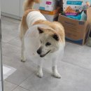 동물자유연대 부속 동물병원 이미지