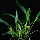 Maxillaria nana 막실라리아 나나 이미지