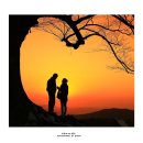 사랑나무 이미지