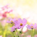 코스모스민박 이미지