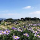 가시리농촌체험휴양마을 이미지