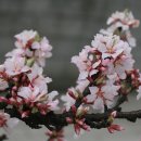 H9161 Daum카페