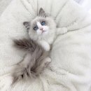 다은동물병원 | 인천 렉돌분양 예쁜외모좀보고가세요