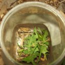 미라실로 이미지