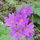 시서화 한국화 스튜디오 이미지