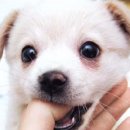 아이 러브 펫 이미지